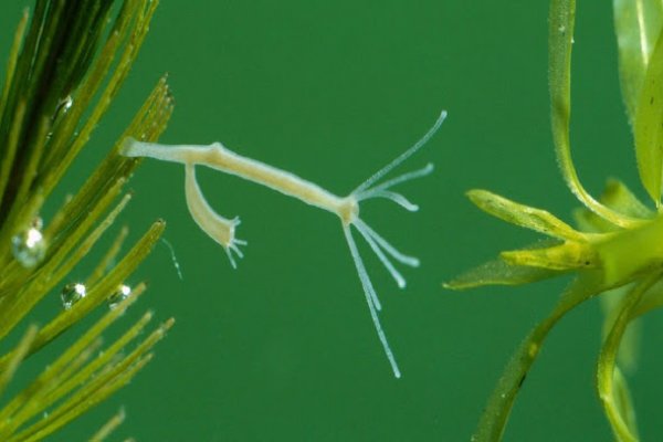 Практичные советы по krab10 at